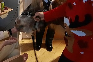 Person mit rot-weiß gemustertem Pullover hält Leine eines grauen Hundes, der von einer sitzenden Person gefüttert wird