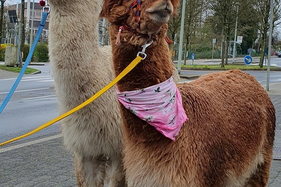 Zwei Alpakas mit Halfter und Leine, eines trägt ein pinkes Halstuch, stehen auf einem Gehweg an einer Straße mit Verkehrszeichen.