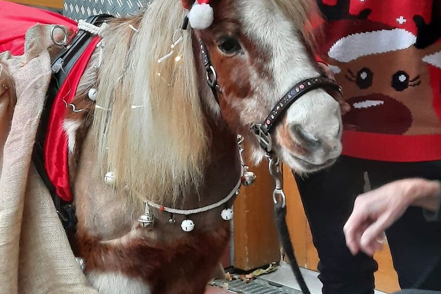 Weihnachtlich geschmücktes Mini-Pony mit rotem Hut und Glocken, begleitet von Person in festlichem Pullover.