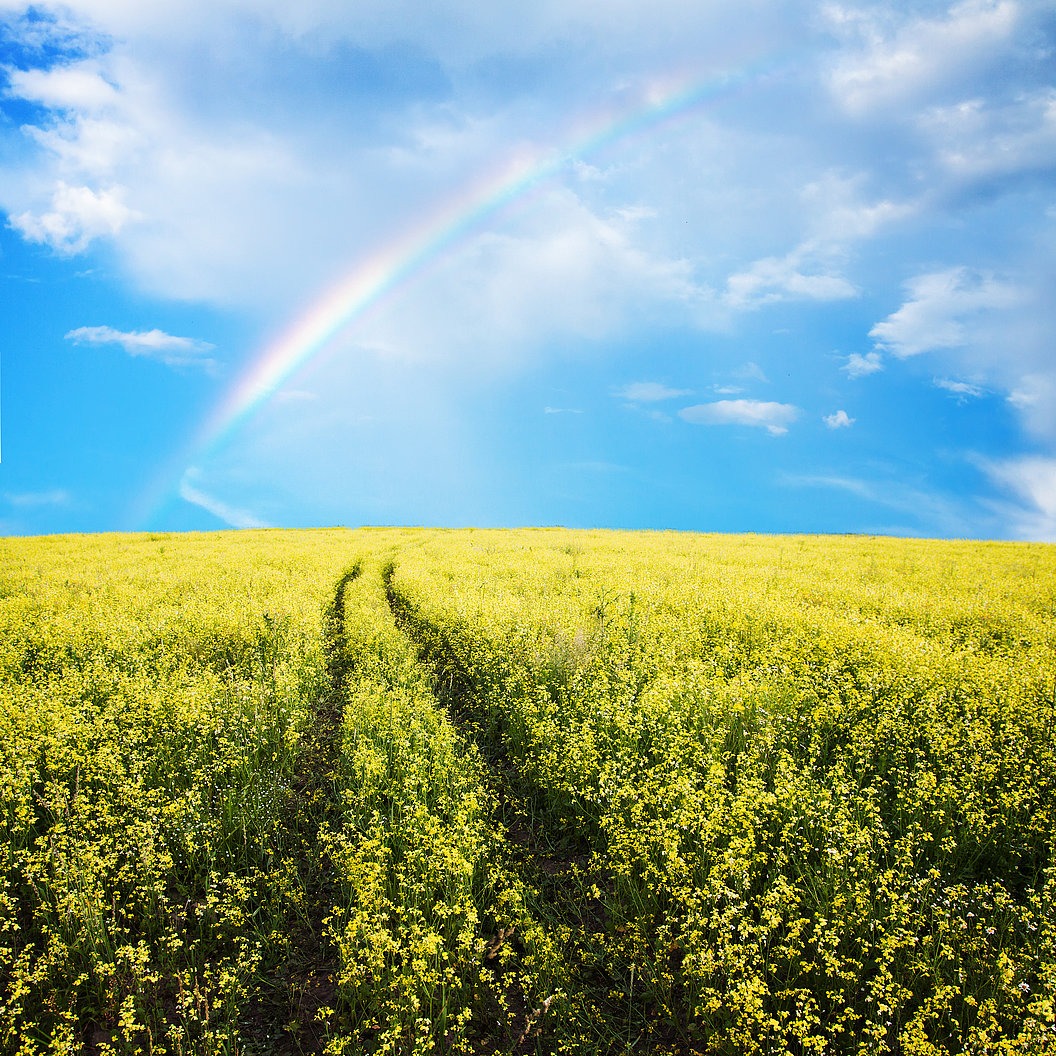Feld mit blühenden Pflanzen und zwei Fahrspuren unter einem bewölkten Himmel mit Regenbogen