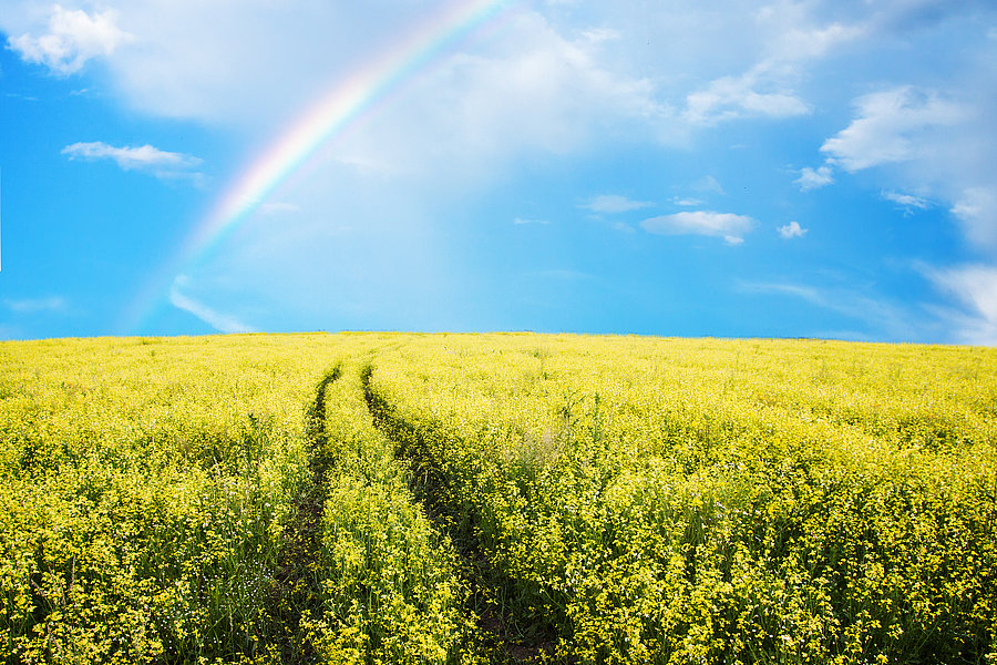 Feld mit blühenden Pflanzen und zwei Fahrspuren unter einem bewölkten Himmel mit Regenbogen