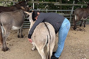 Person in blauer Jeans und dunklem Pullover umarmt einen hellgrauen Esel in einem eingezäunten Bereich mit weiteren Eseln.