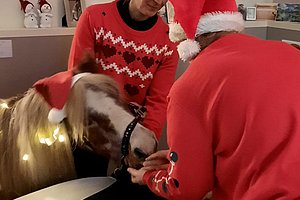 Zwei Personen in roten Weihnachtspullovern und Weihnachtsmützen füttern ein Pferd mit Lichterkette im Stall.