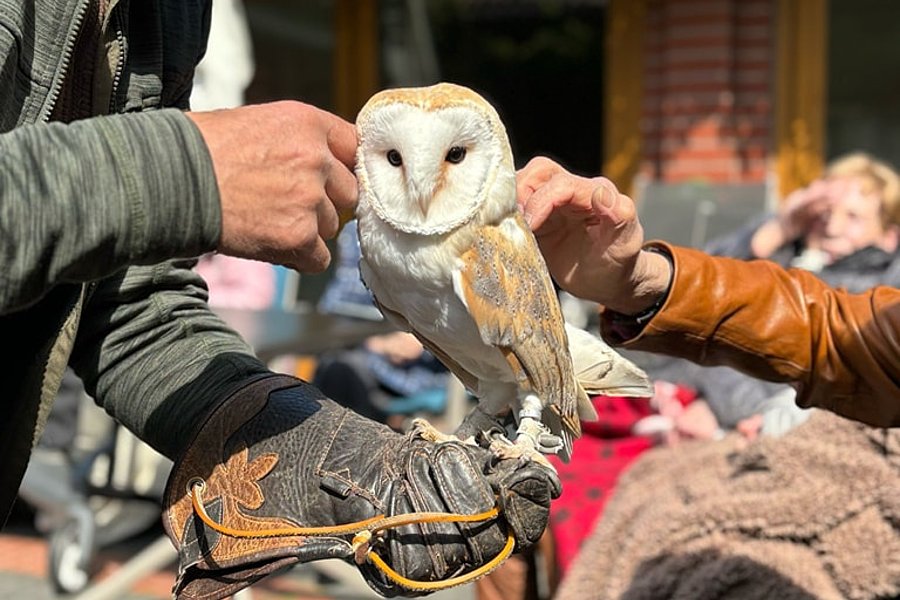 Schleiereule sitzt auf behandschuhter Hand, eine weitere Hand streichelt den Vogel, im Hintergrund unscharfe Personen und Gebäude.