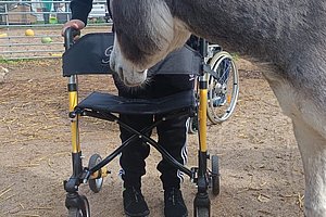 Esel steht vor einer Person mit schwarzem Rollstuhl und gelb-schwarzem Rollator auf sandigem Boden.