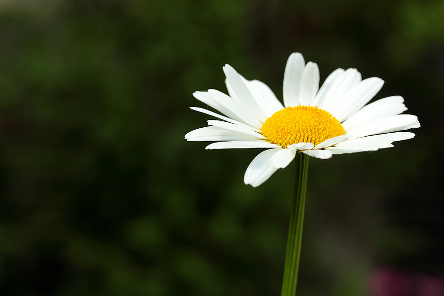Weiße Blütenblätter und gelbe Blütenmitte einer Margerite vor unscharf grünem Hintergrund