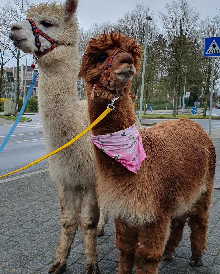 Zwei Alpakas mit Halfter und Leine, eines trägt ein pinkes Halstuch, stehen auf einem Gehweg an einer Straße mit Verkehrszeichen.